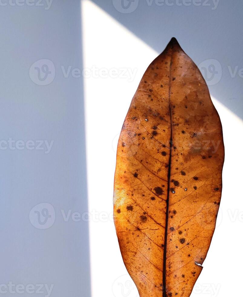 amarillento, seco hoja en mano en un blanco pared foto