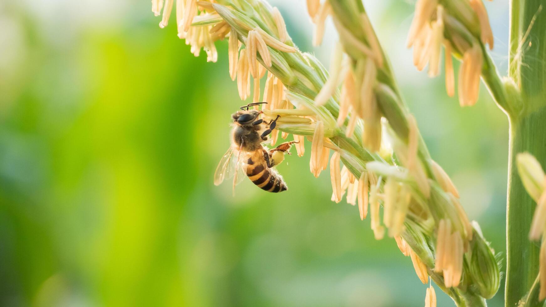 Honey bee worker collecting pollen from flower of Sweet corn, Flying, pollinate, nectar, yellow pollen ,insect,  bumblebee, Macro horizontal photography, Summer and spring backgrounds, copy space. photo