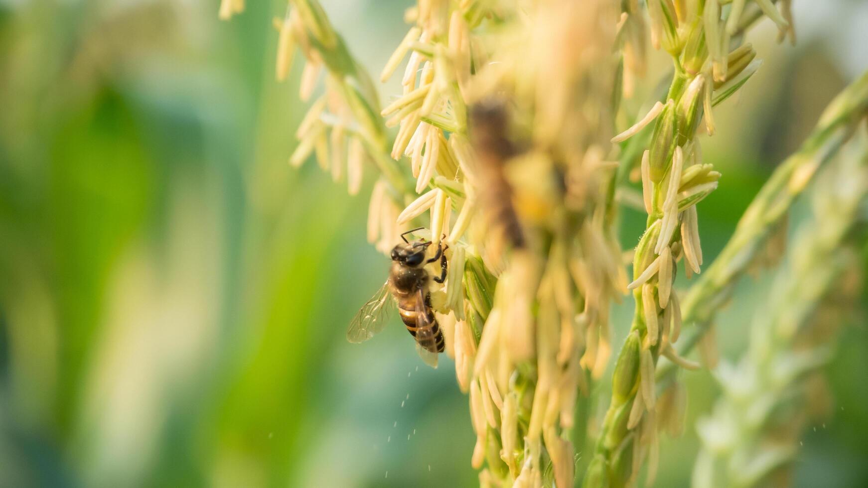 Honey bee worker collecting pollen from flower of Sweet corn, Flying, pollinate, nectar, yellow pollen ,insect,  bumblebee, Macro horizontal photography, Summer and spring backgrounds, copy space. photo