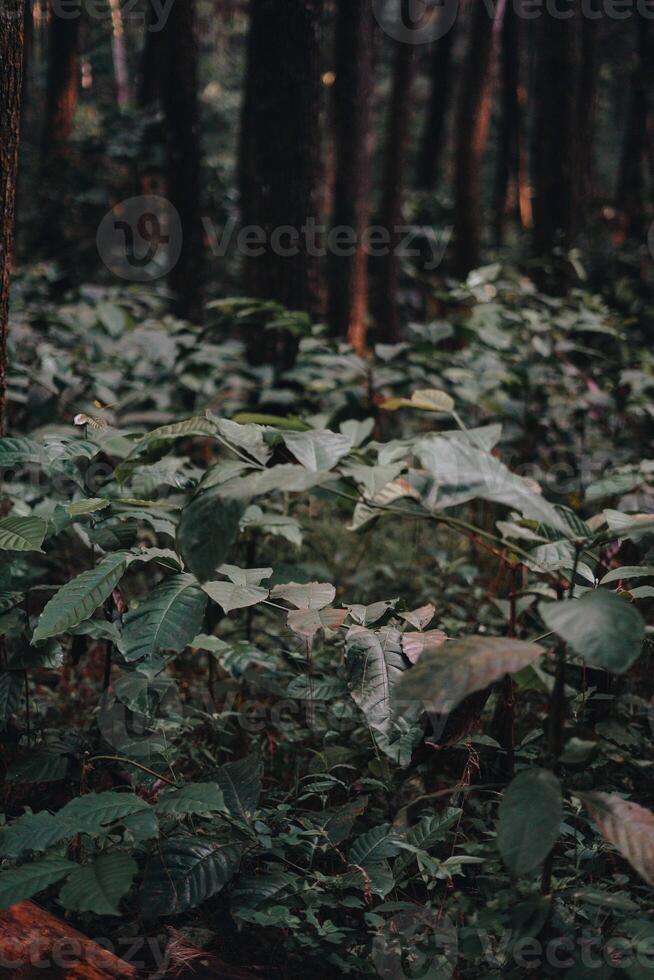 explorar sentul bogor espectacular cascadas y bosque caminos. un excursionismo aventuras con amigos en Gunung pancar. maravilloso fotografía - maravilloso Indonesia foto