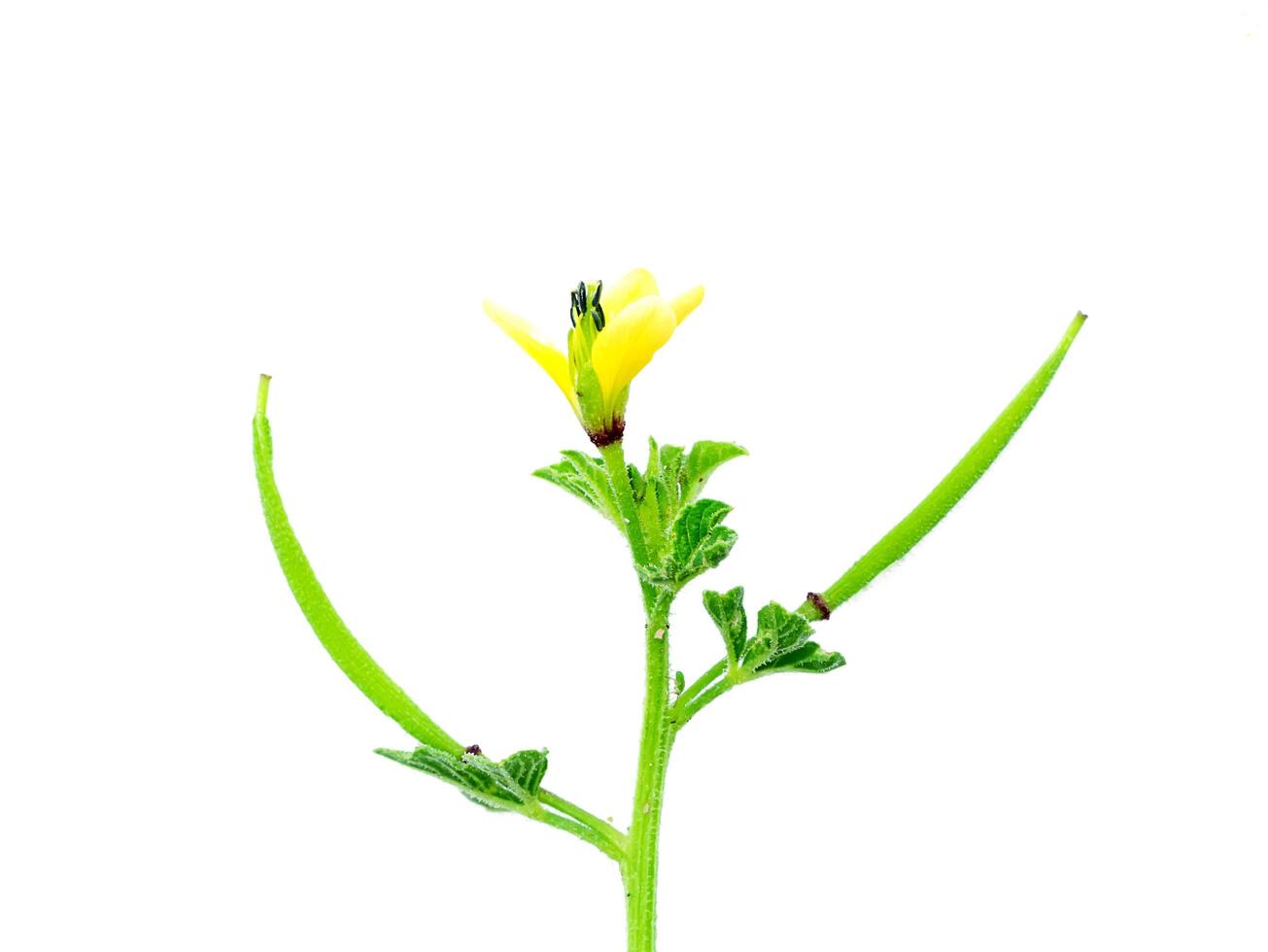 Close up Polanisia flower. photo