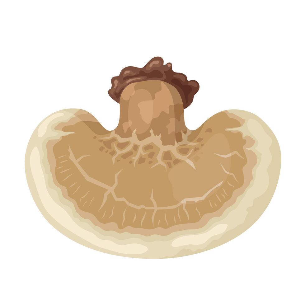 vector ilustración, abedul polypore o fomitopsis betulina champiñón, aislado en blanco antecedentes.