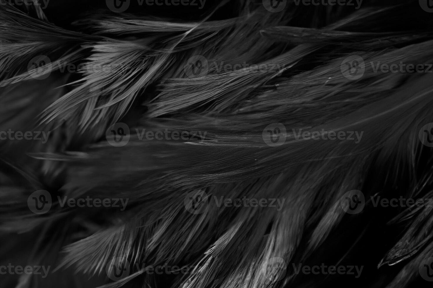 Beautiful dark black feather pattern texture background photo