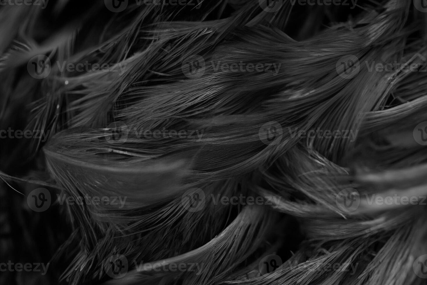 Beautiful dark black feather pattern texture background photo