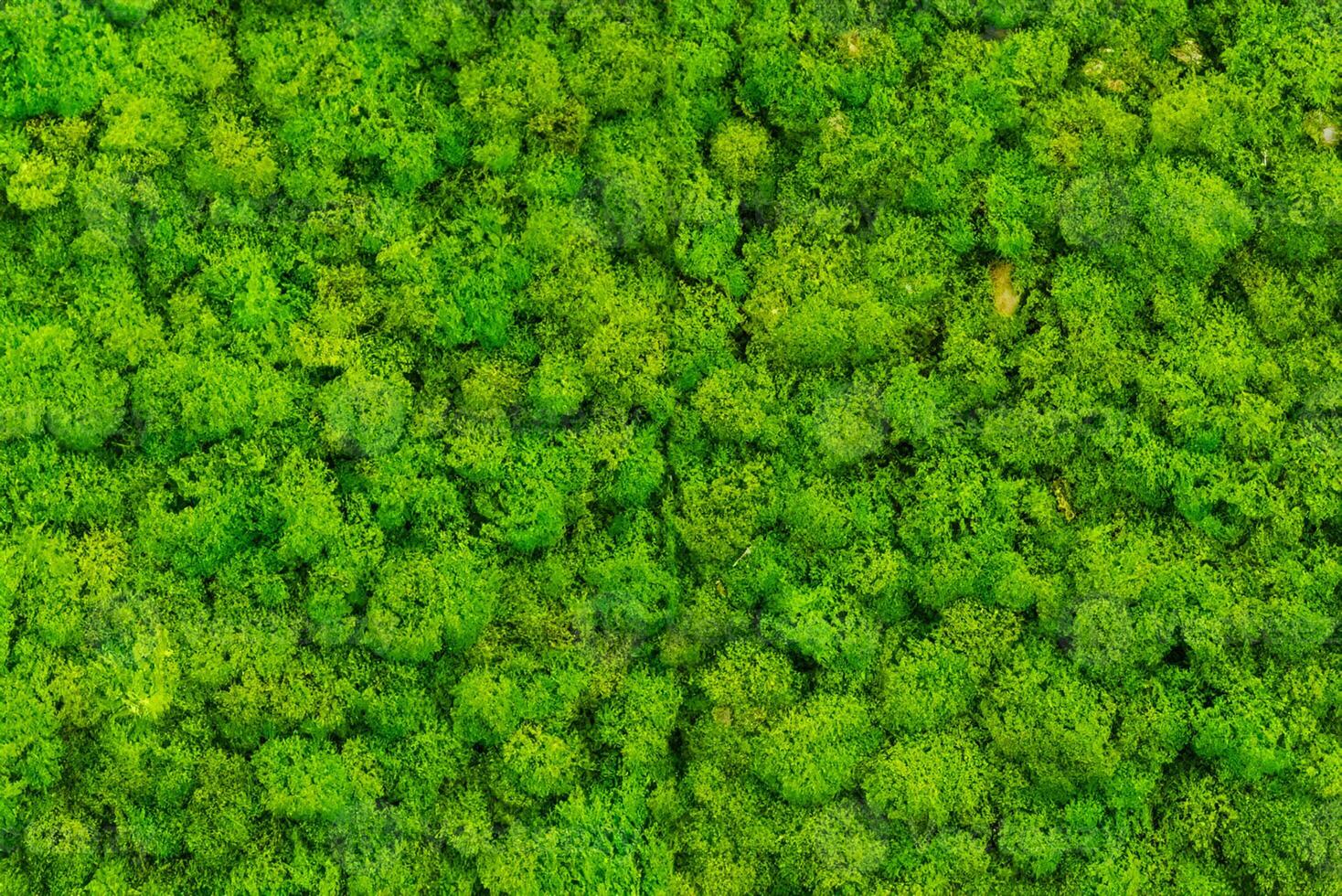 The wall inside the office is adorned with a lush green moss background, giving it a textured and somewhat irate appearance. photo