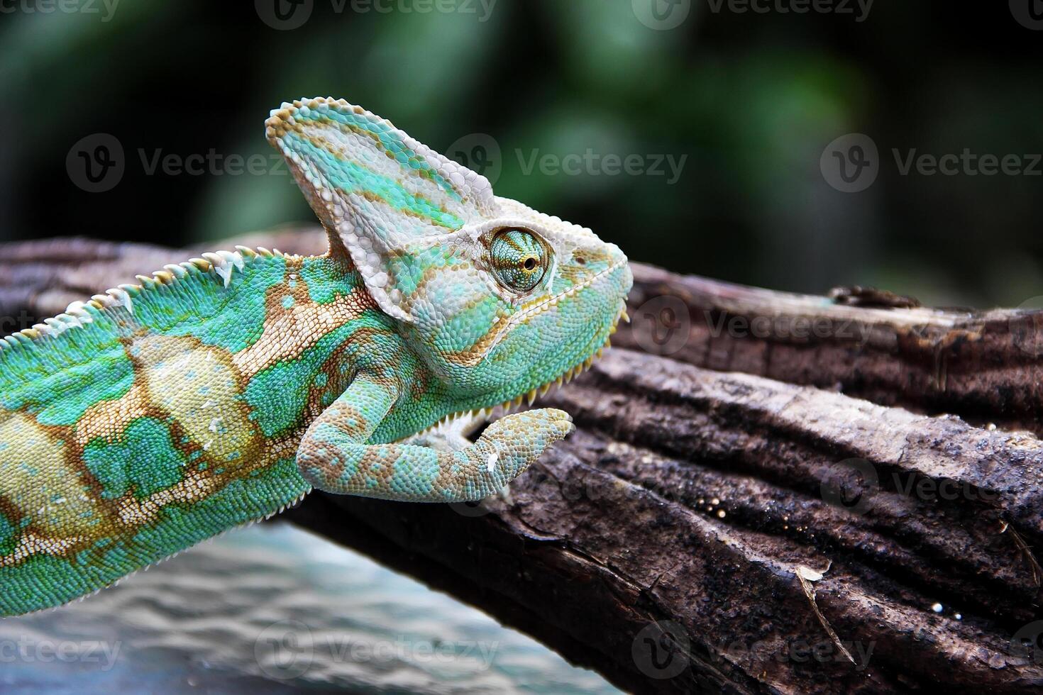 The veiled chameleon ,Chamaeleo calyptratus photo