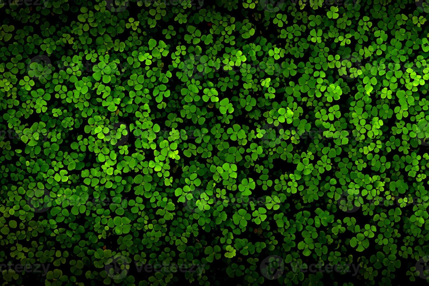 Pattern of green leaves, background of water clover or leaf shamrock photo