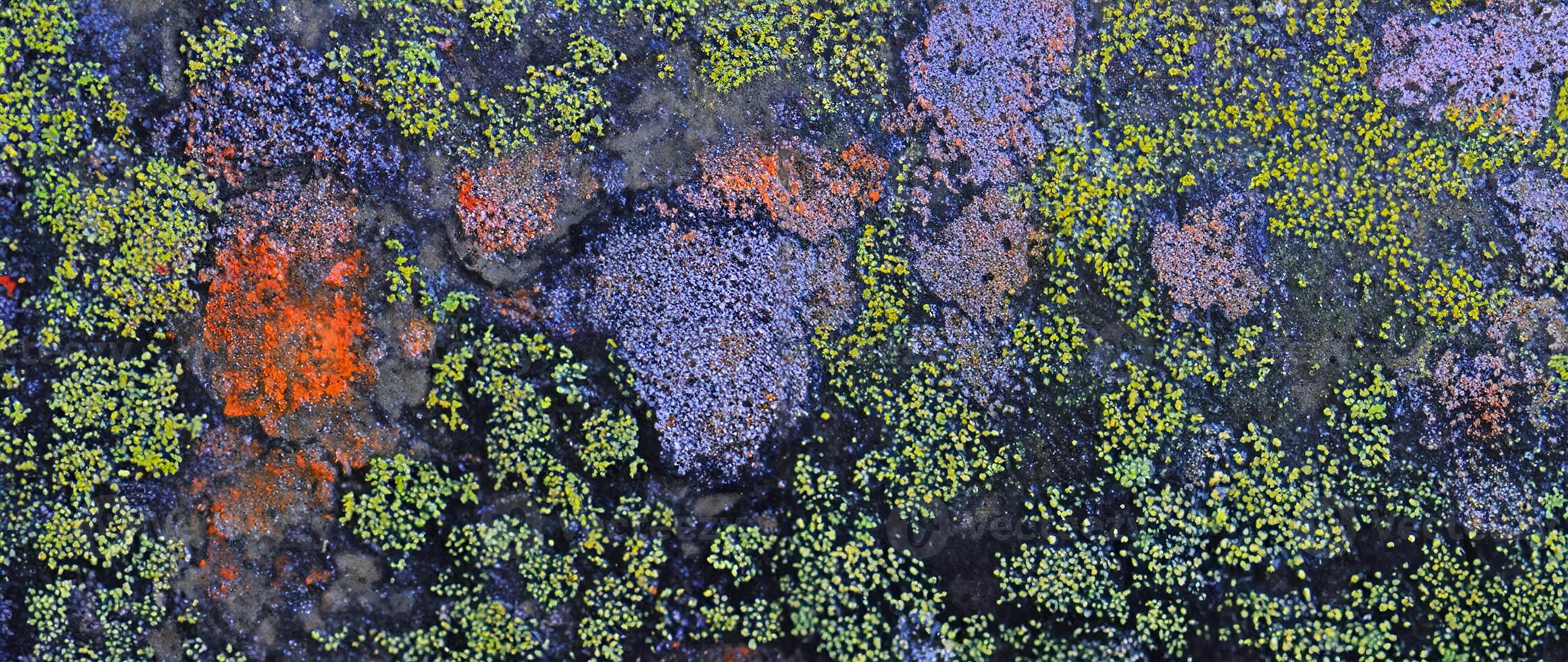 Nature Abstract, Lichen Moss Texture on Old Stone Background photo