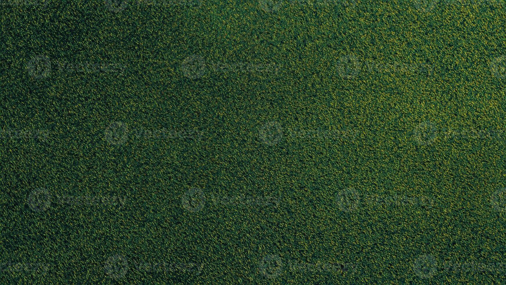 Top View Close Up, Green Field of Natural Grass Background photo