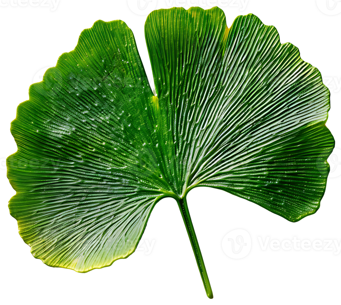 AI generated Ginkgo biloba plant on a transparent background png