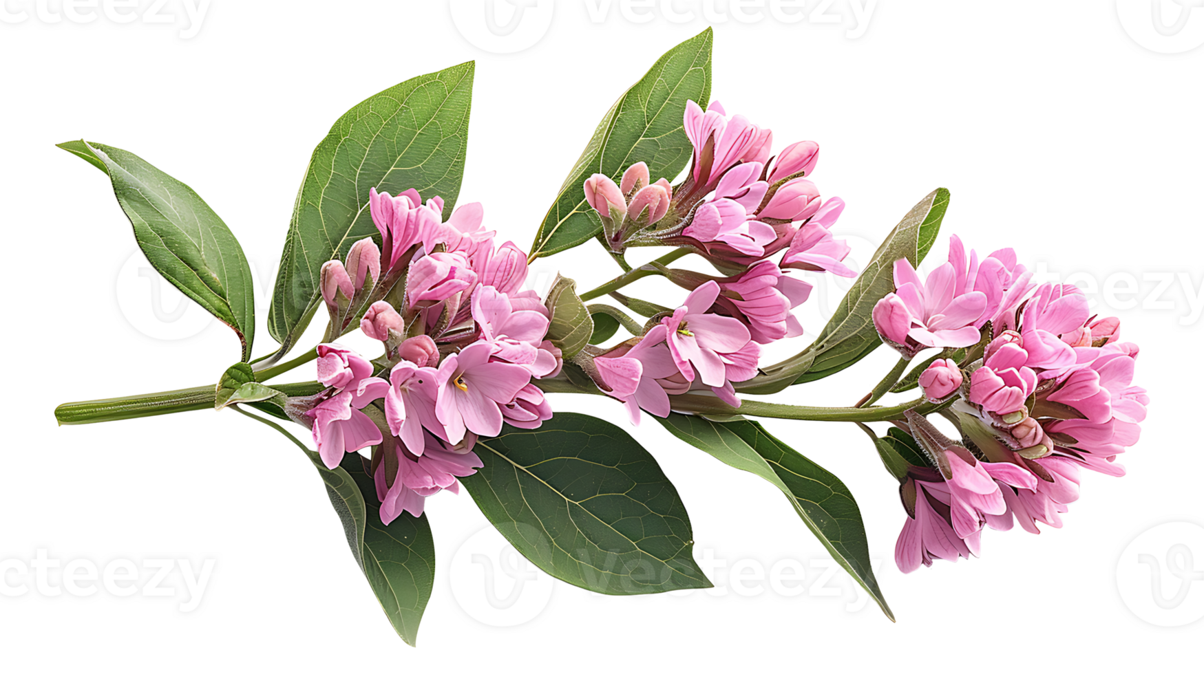 AI generated Valerian on a transparent background png