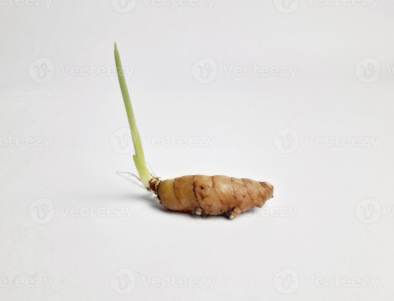 shoots growing from ginger rhizome photo