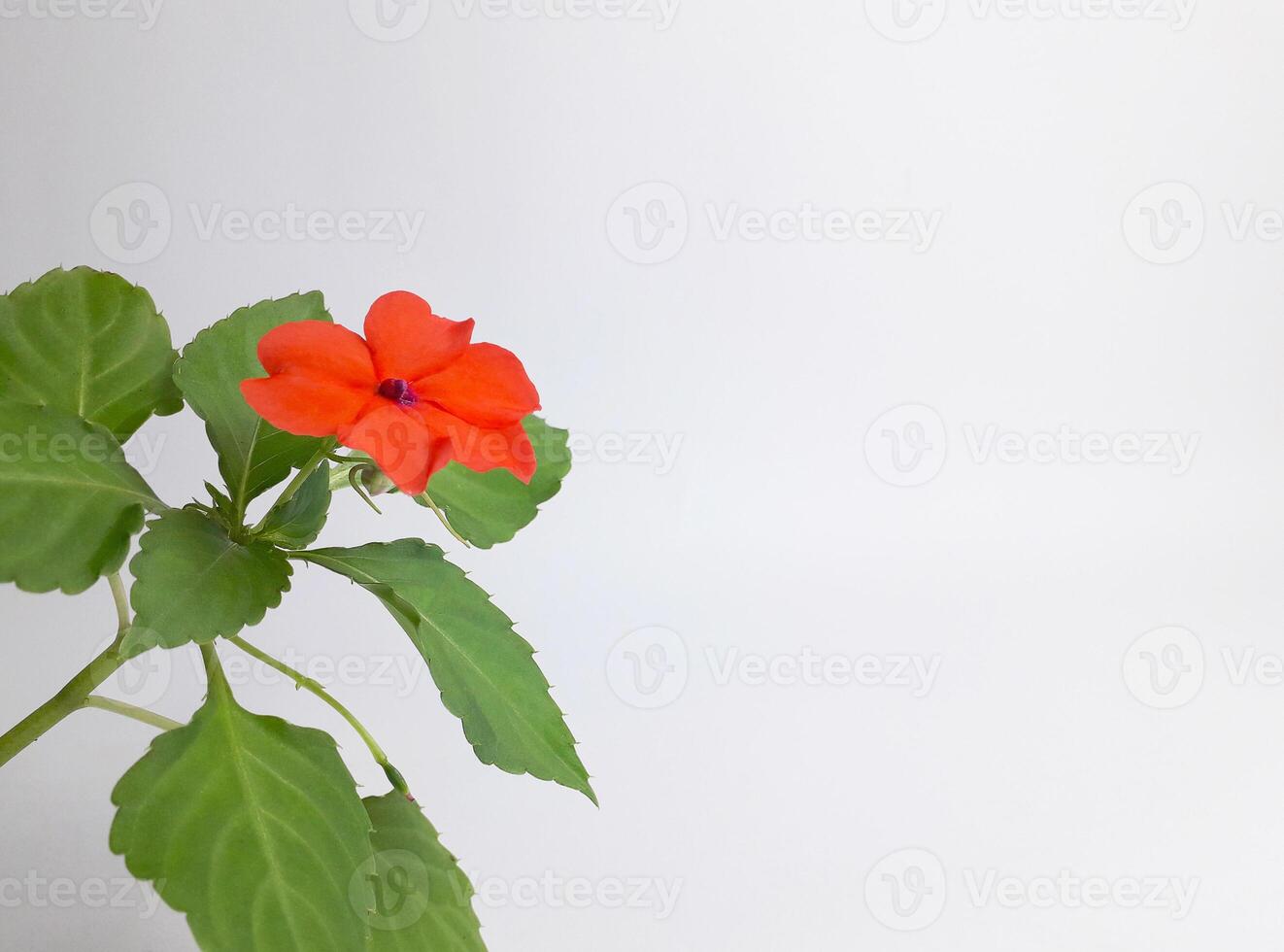 A tropical ornamental plant called impatiens hawkeri is flowering photo