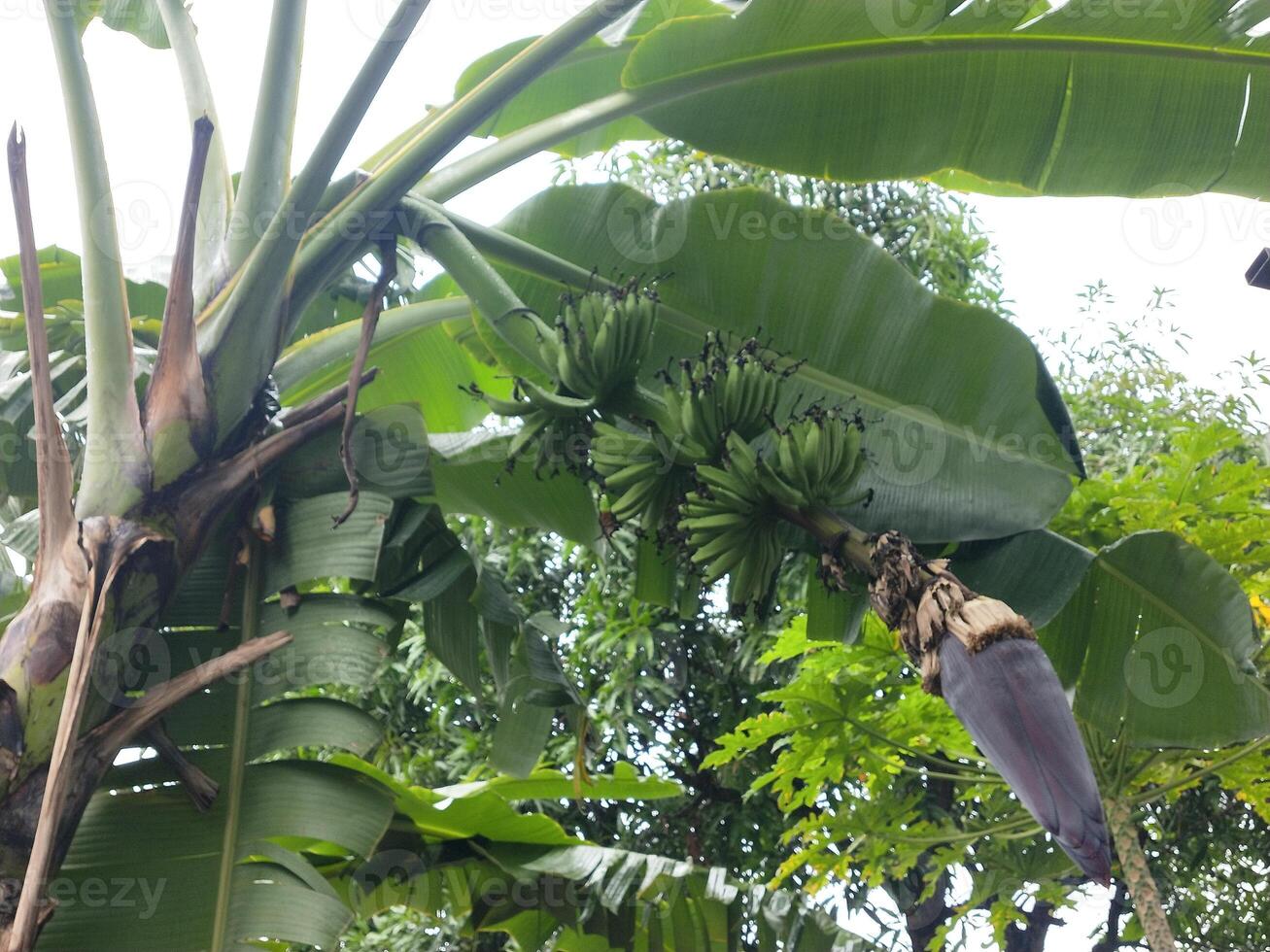 Photo of Banana tree bearing fruit