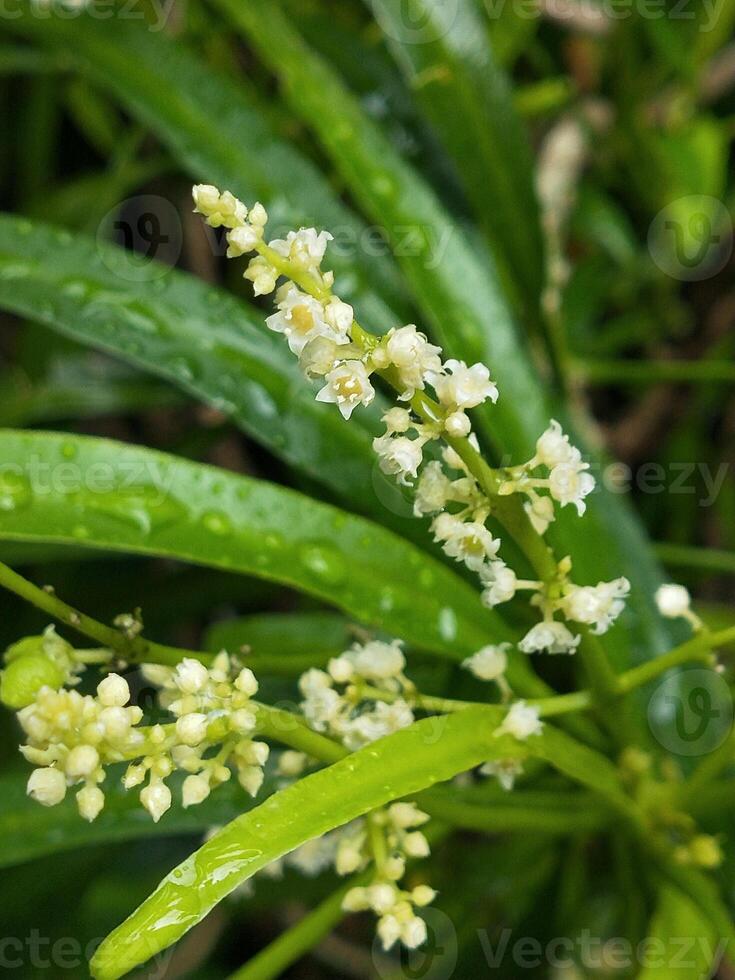 Photo of the Zodia Plant or Evodia suaveolens