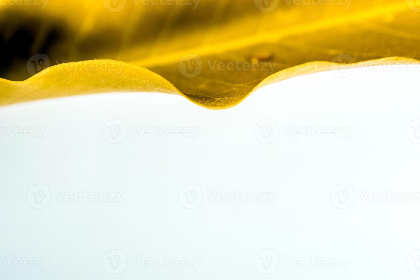 Golden leaf, Texture and water drops photo