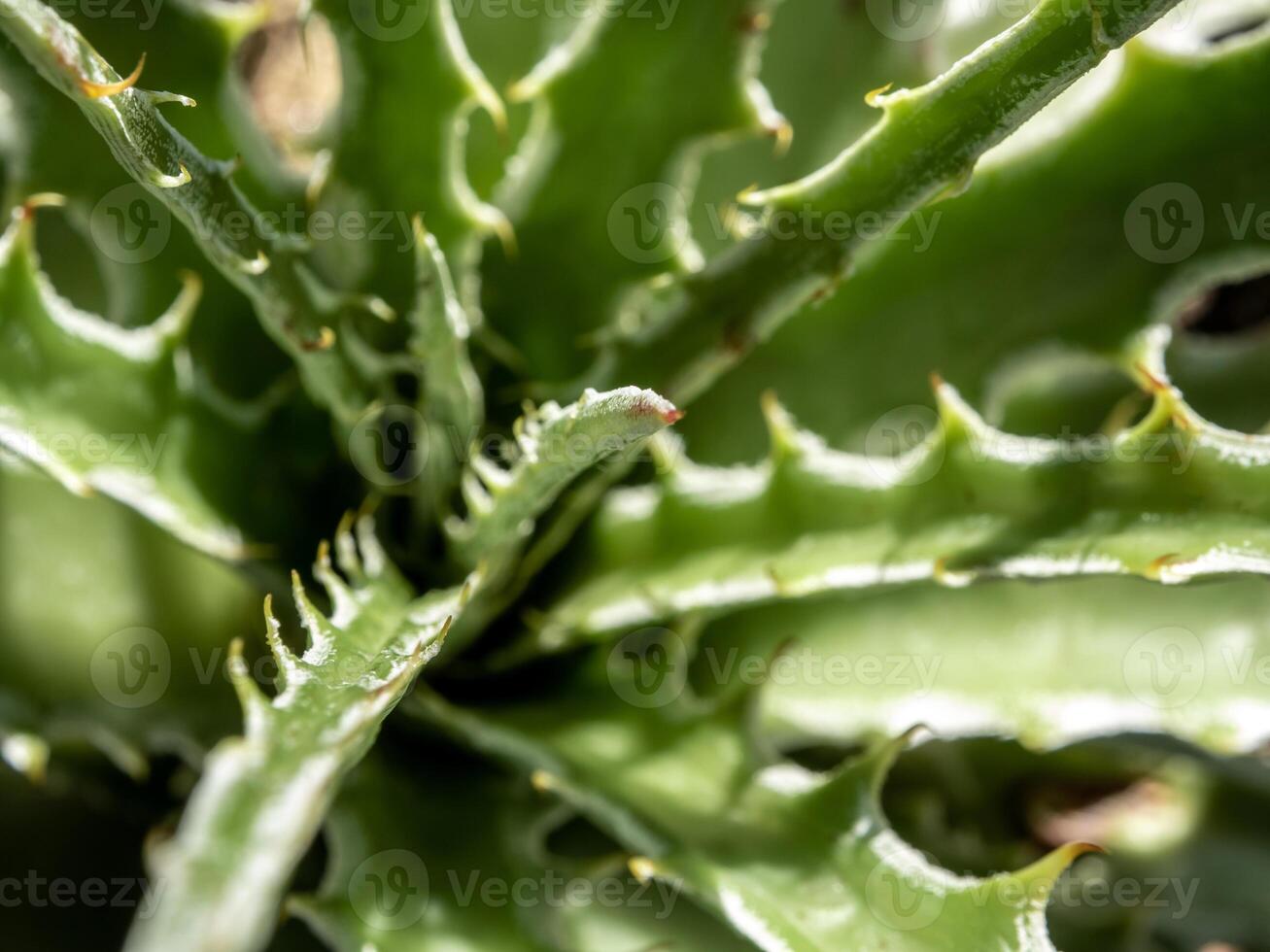 Primer plano de plantas suculentas, espinas y detalles sobre las hojas de la planta de agave foto