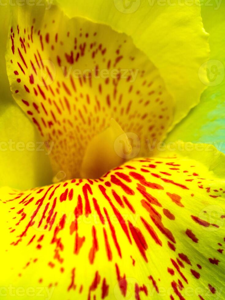 Freshness flower red spots on bright yellow fragile petal of Canna photo