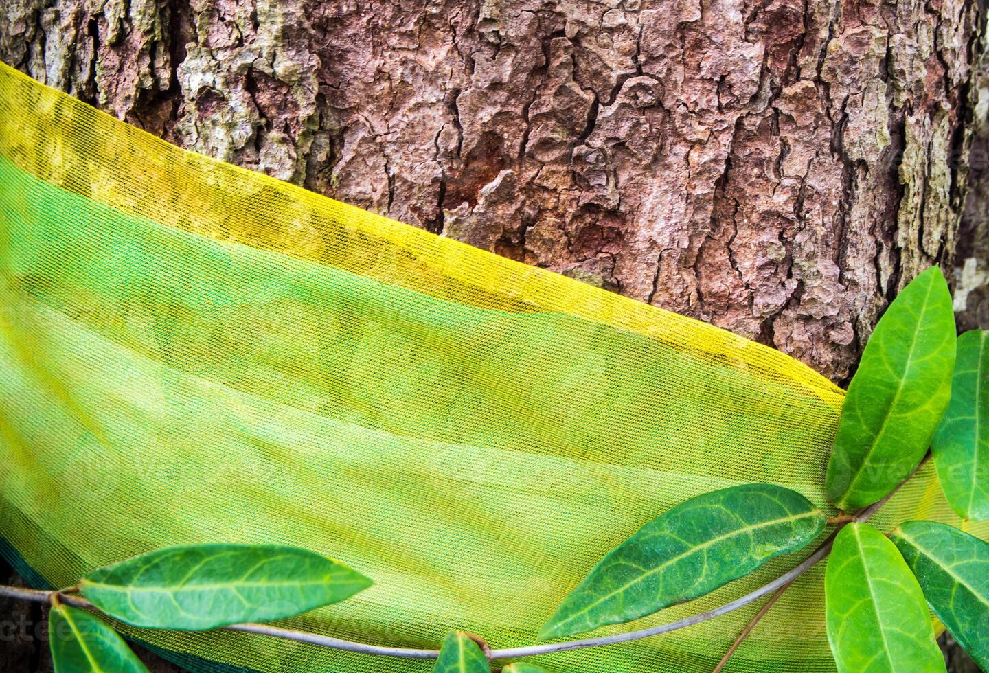 The worship with colored ribbons at the holy tree and the leaves of ivy plant photo