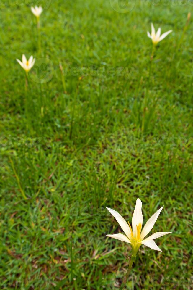 Yellow flower blooming in garden photo