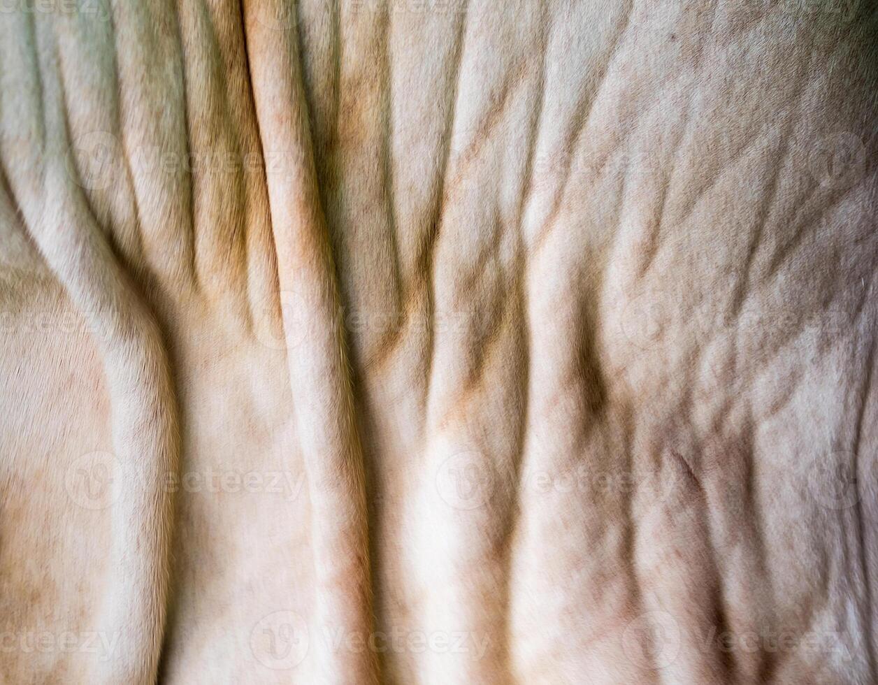 Close up texture of cow skin photo