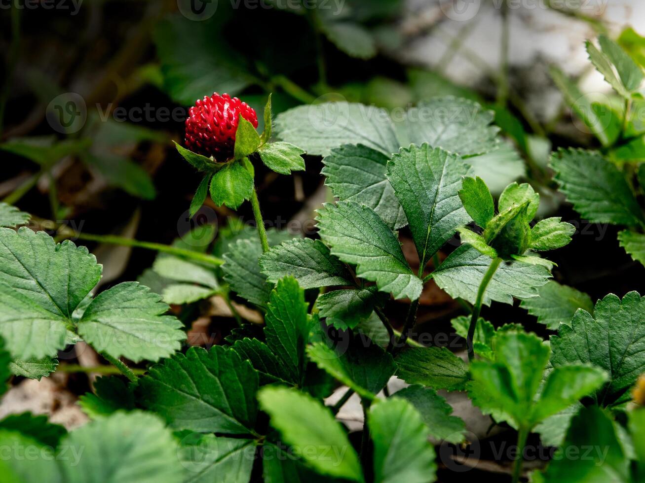 la planta de fresa simulada para cubrir el suelo en el jardín foto