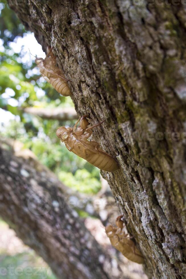 Molt of Cicada on tree bark photo