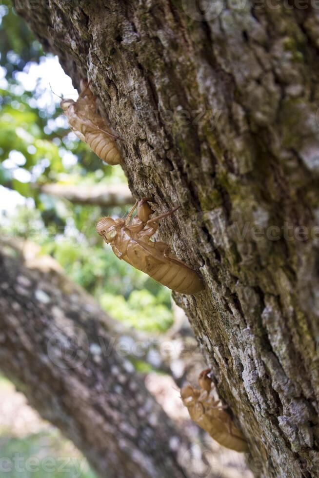 muda de cigarra en corteza de árbol foto