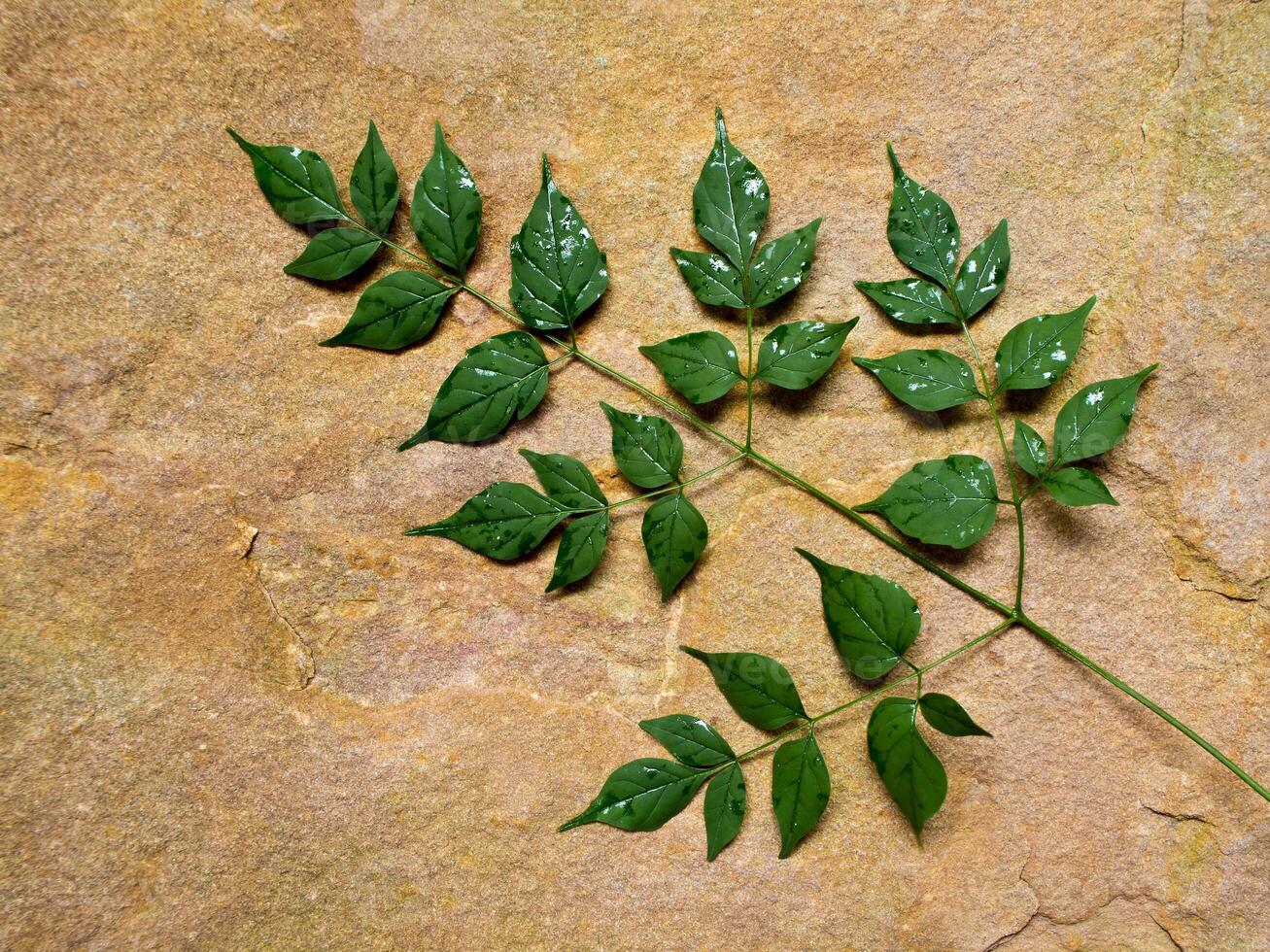 Green leaves placed on the stone slab photo