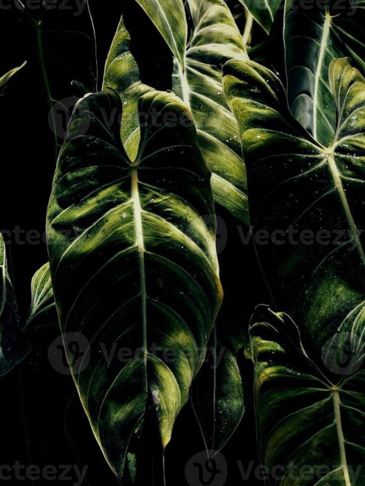 green wild plants photo
