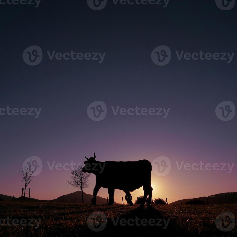 cow silhouette in the meadow in summertime and sunset background photo