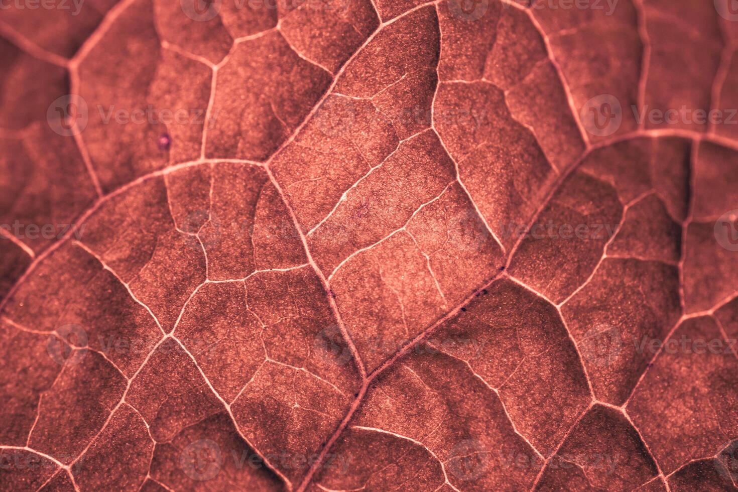 red leaf veins in autumn season, red background photo
