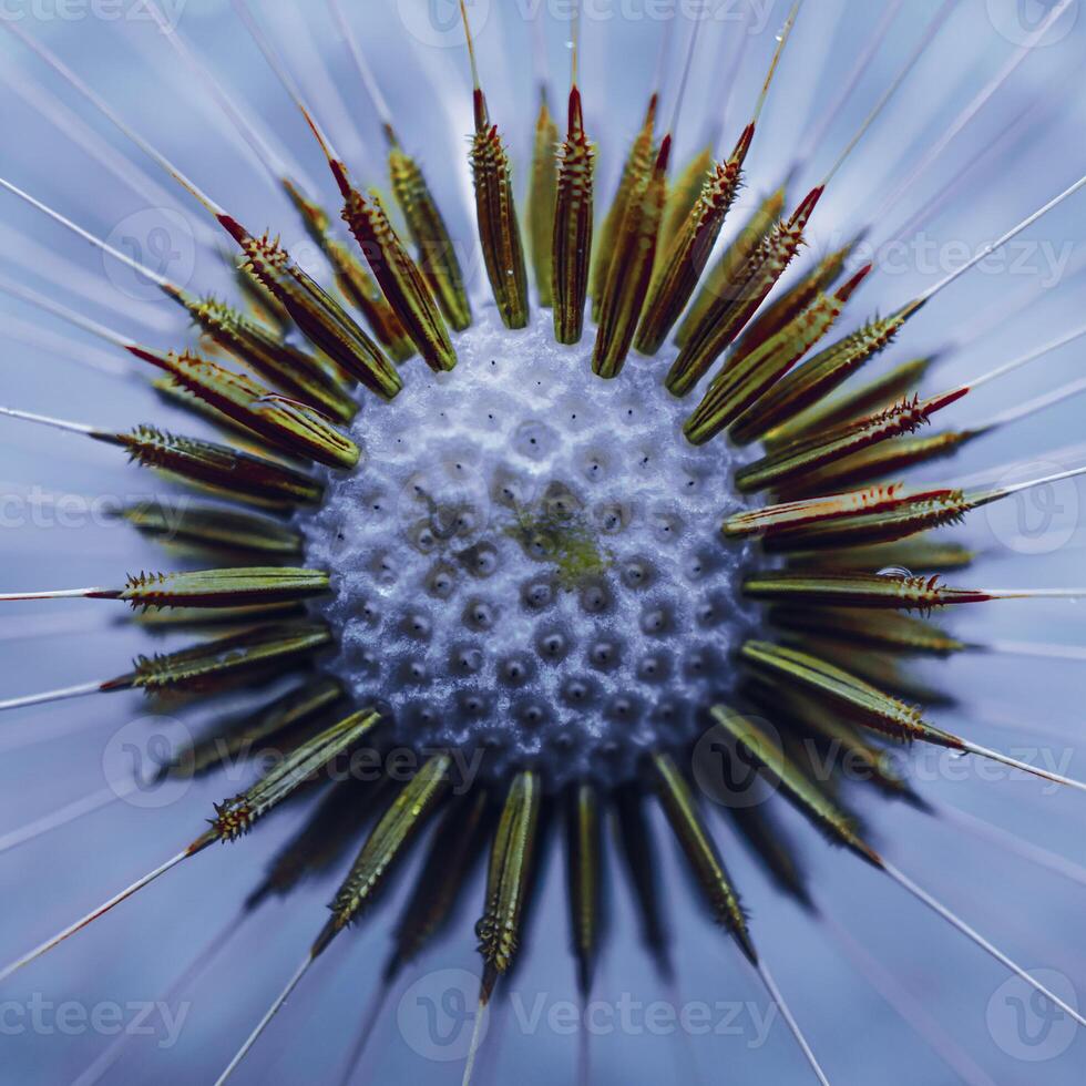 Hermosa semilla de flor de diente de león en primavera foto