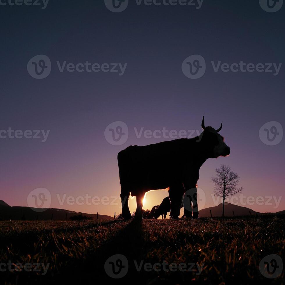 cow silhouette in the meadow in summertime and sunset background photo