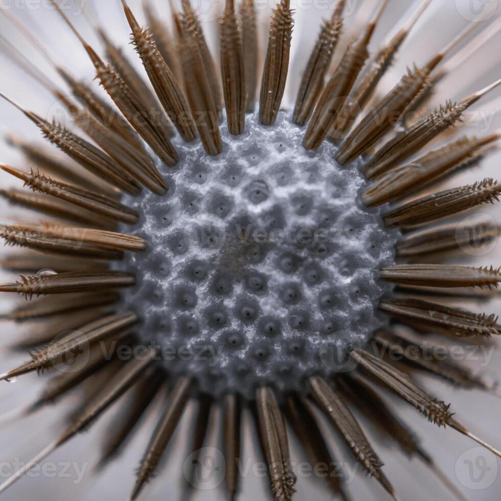 beautiful dandelion flower seed in springtime photo