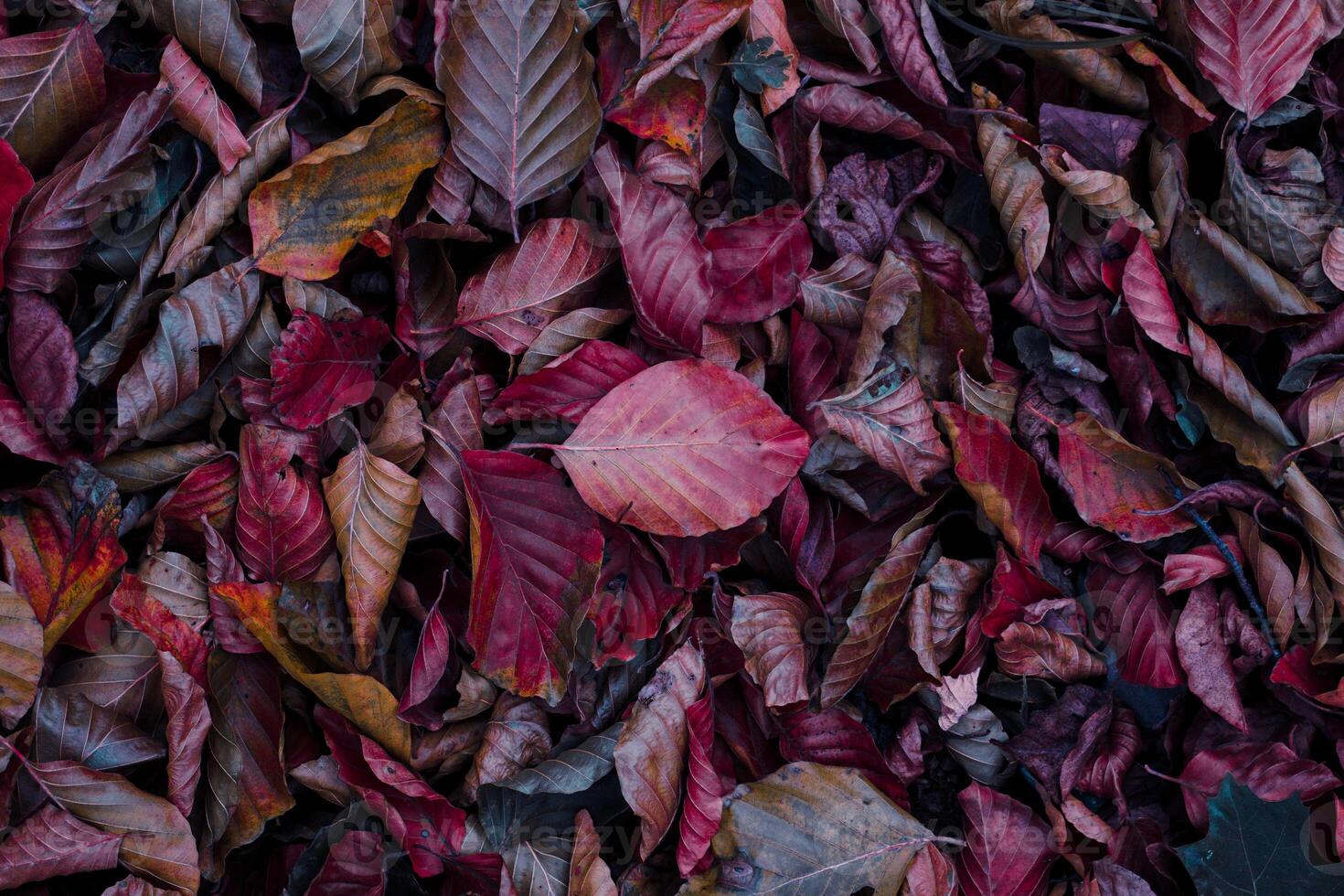 brown and red dry leaves on the ground in autumn season photo