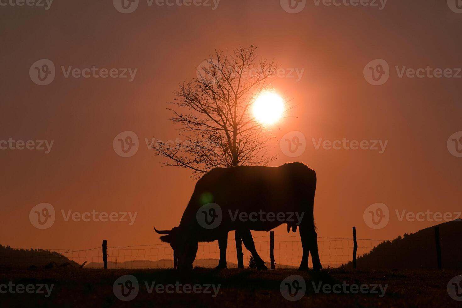cow silhouette in the meadow in summertime and sunset background photo