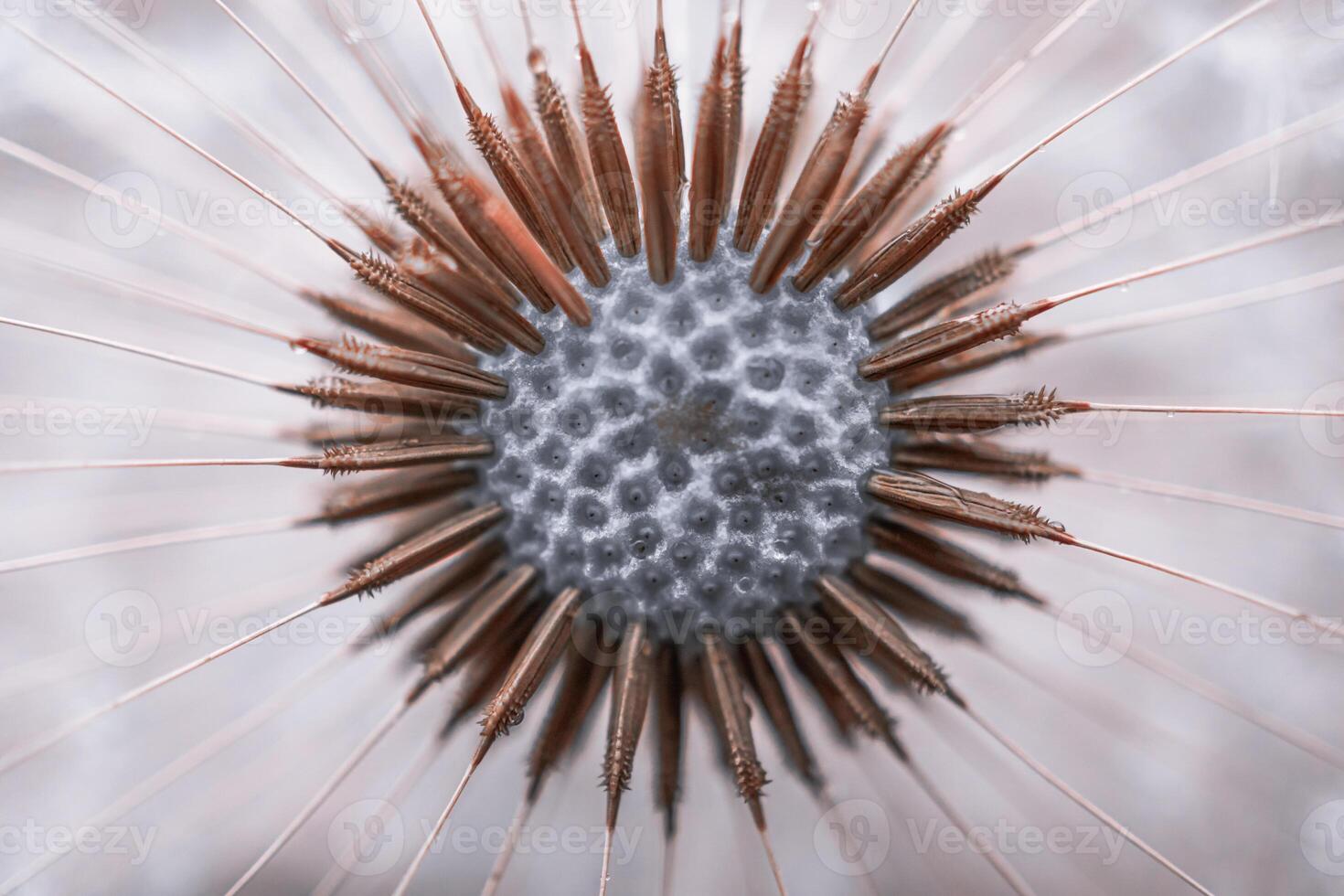 beautiful dandelion flower seed in springtime photo