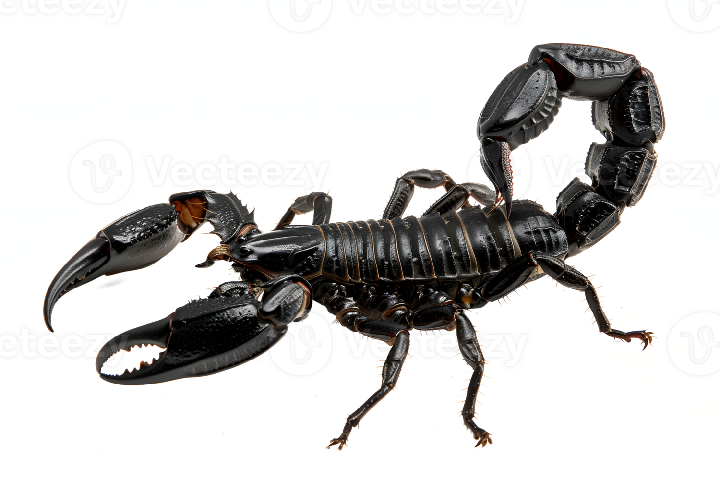 AI generated Black scorpion on transparent background png