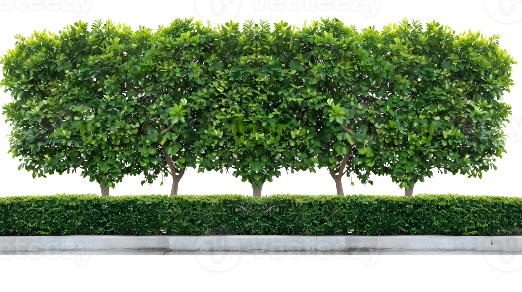 AI generated Green trees on terrace with transparent background png
