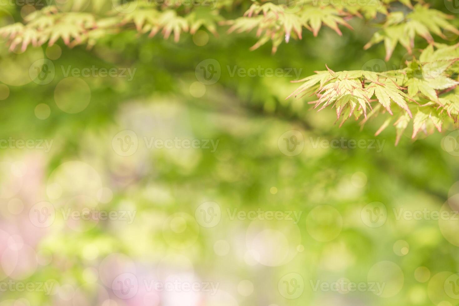 Green maple leaf for backgrounds or for text. photo