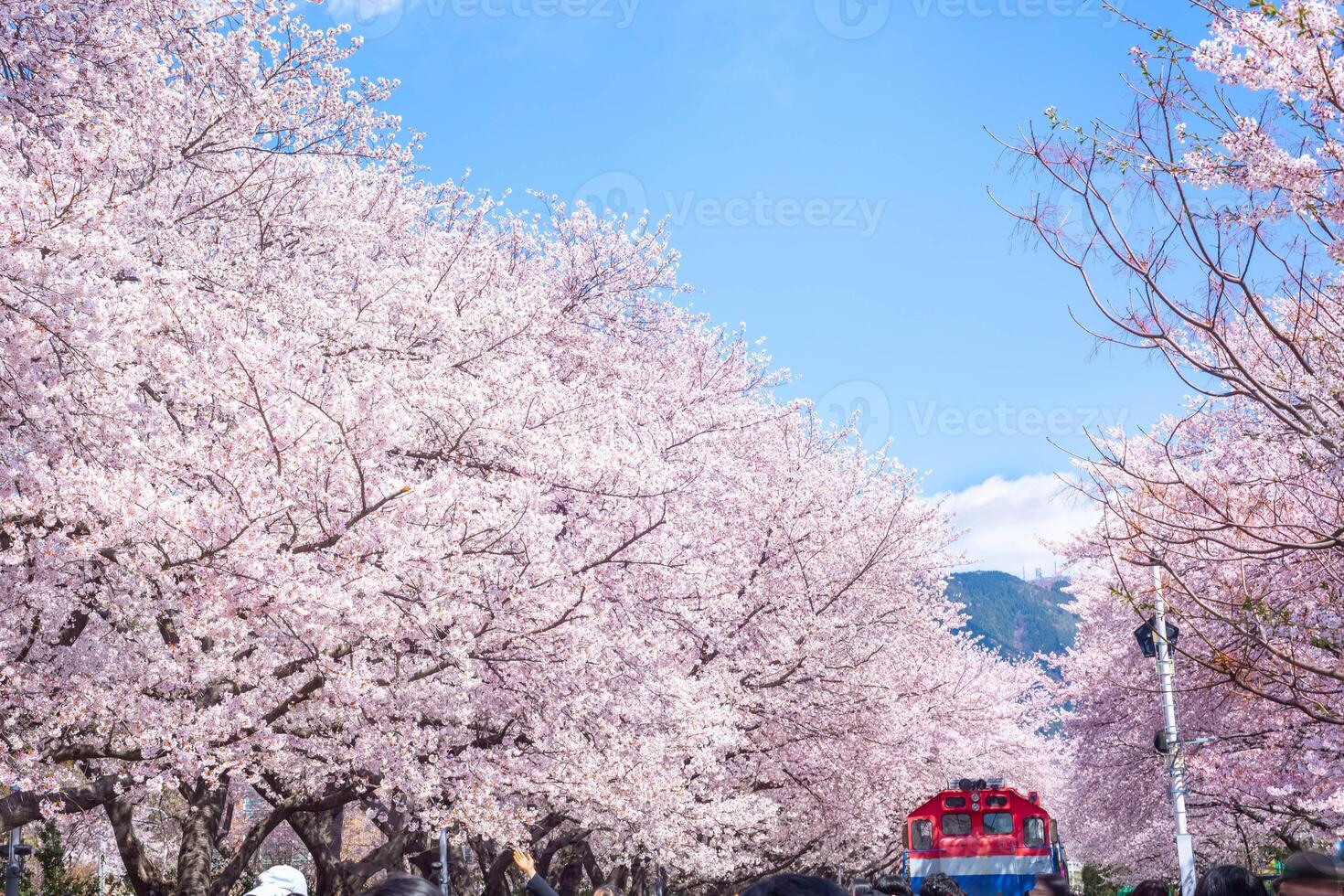 Cherry blossom and train in spring in Korea is the popular cherry blossom viewing spot, jinhae South Korea. photo