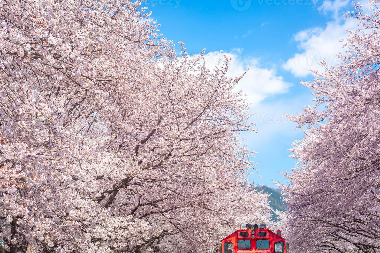 Cherry blossom and train in spring in Korea is the popular cherry blossom viewing spot, jinhae South Korea. photo