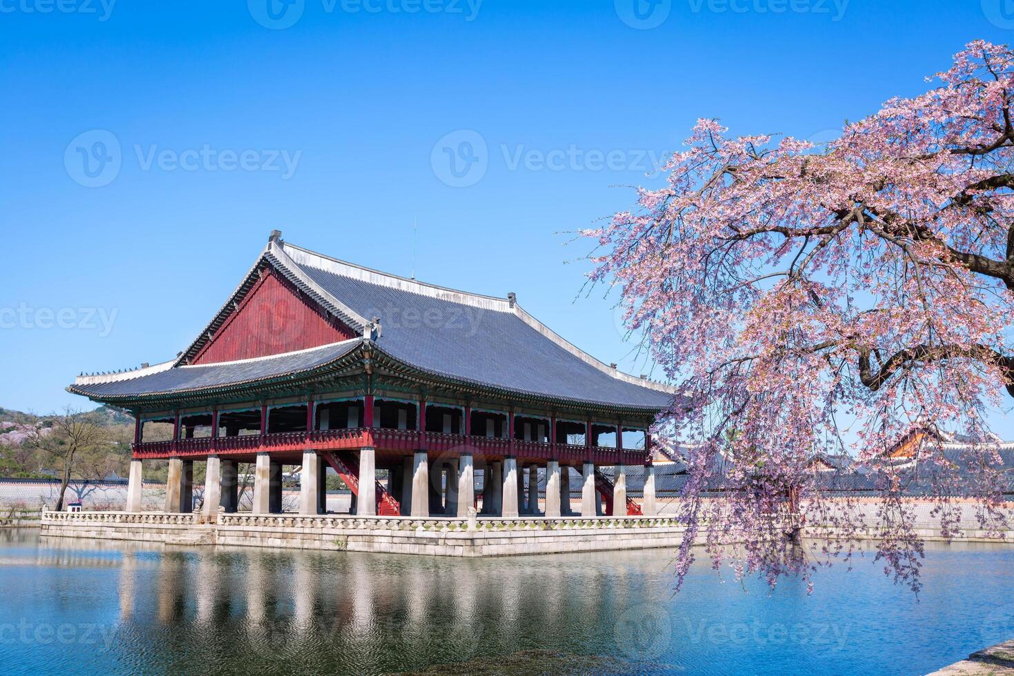 Gyeongbokgung palace with cherry blossom tree in spring time in seoul city of korea, south korea. photo