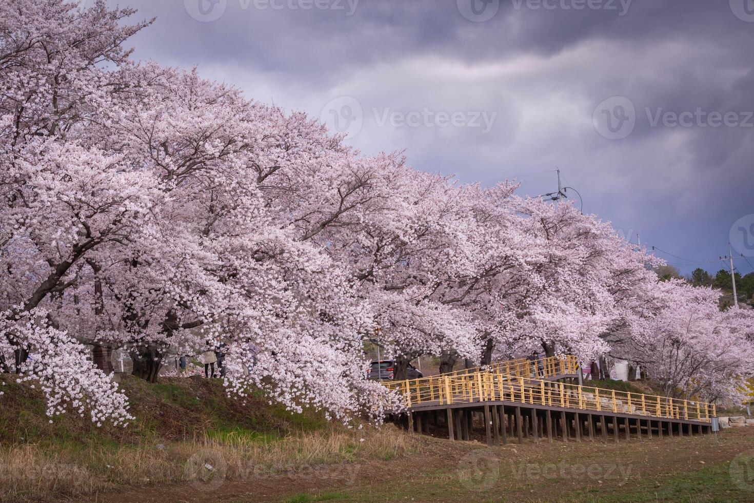 Beautiful rows of cherry trees along the roadside and cherry blossoms in full bloom in Gyeongju City, South Korea photo