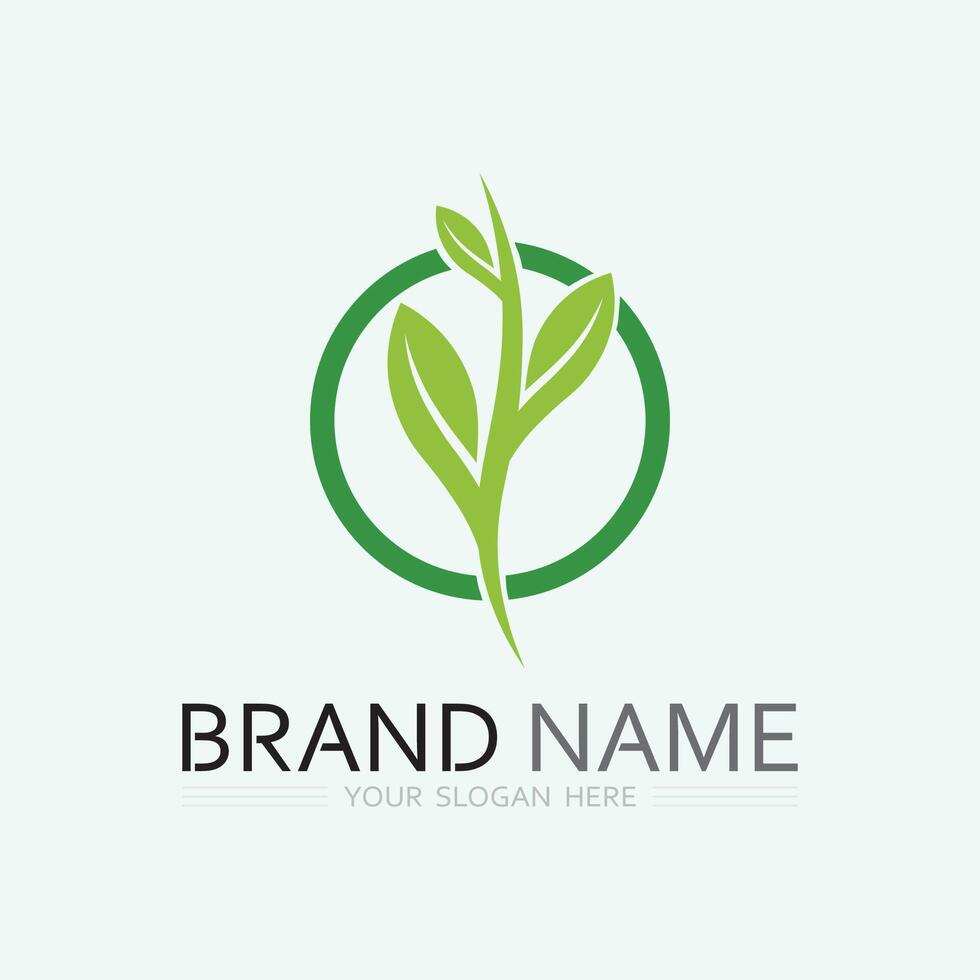 leaf logo design vector for nature symbol template editable,Green leaf logo ecology nature element vector icon.