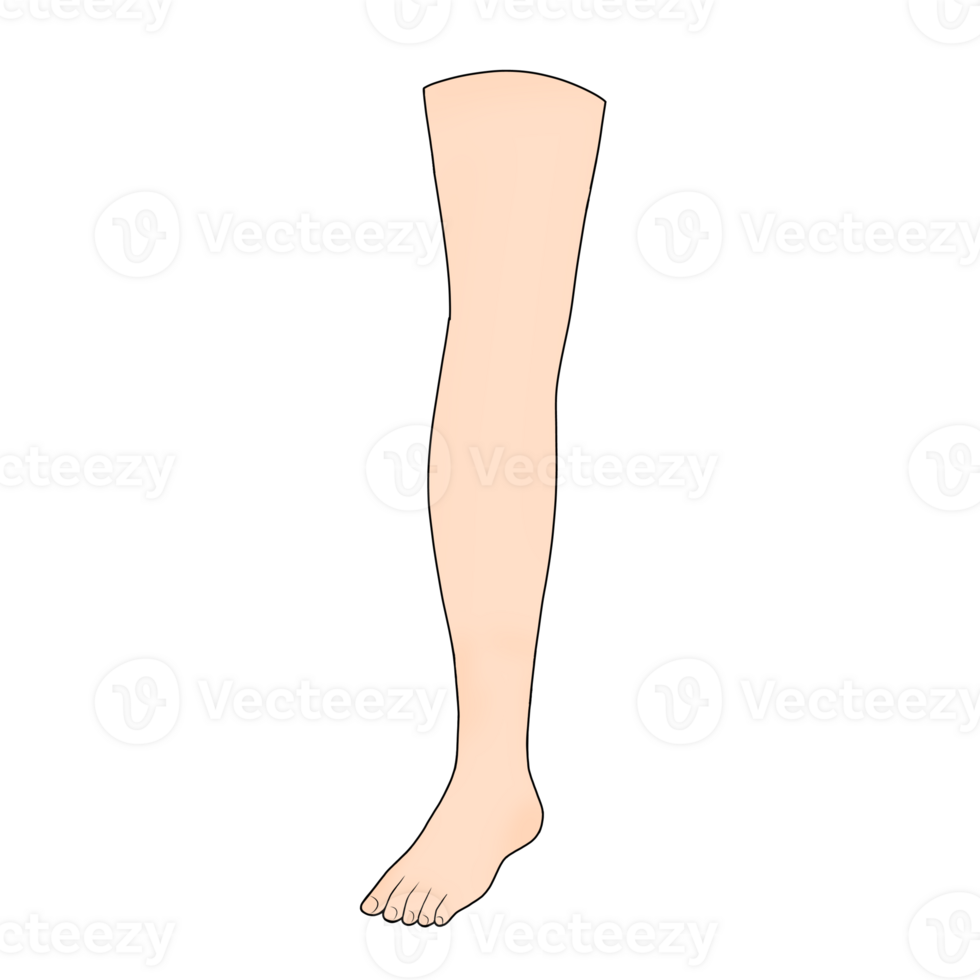 leg body part clipart png