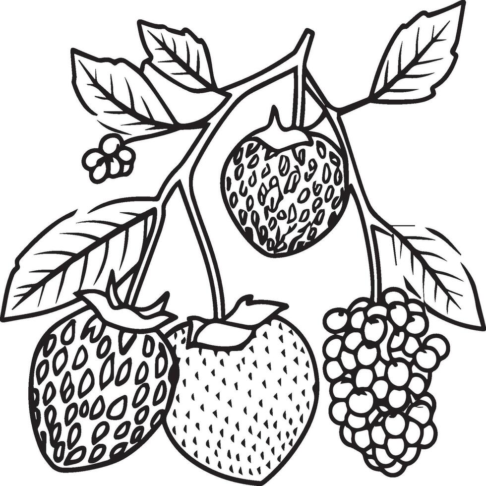 Fruits coloring pages for coloring book. Fruits outline vector