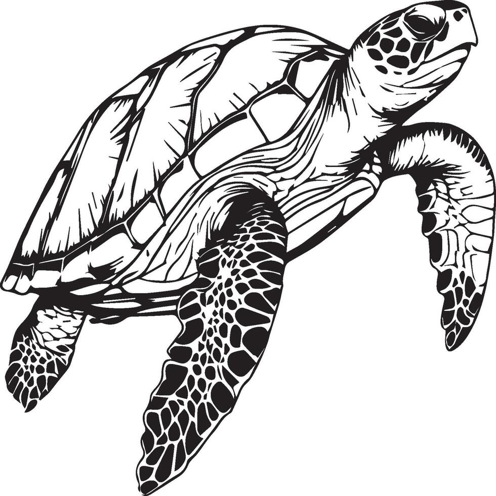 Sea Turtle coloring pages. Sea Turtle outline for coloring book vector