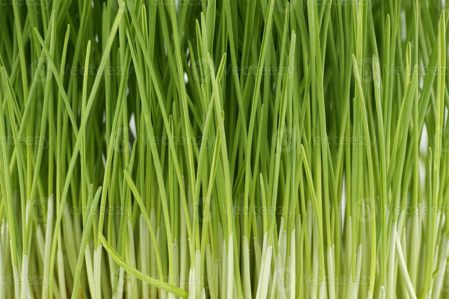 Fresh green wheatgrass stalks in close up photo